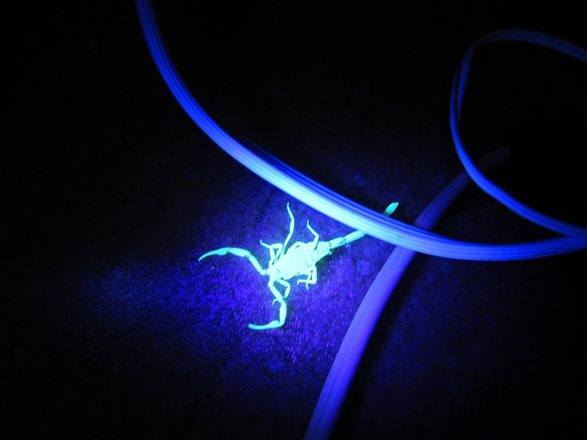 Scorpion in Blacklight