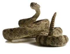 12683003861047454020rattlesnake-hi