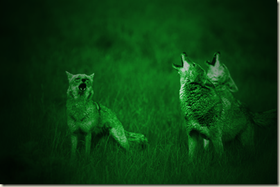 coyotes