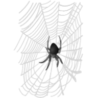 spider-in-web
