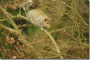 squirrel-stare-down