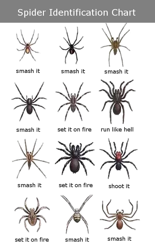 Spiders In Washington State Chart