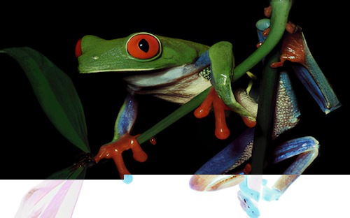 frog-photo-corrupted